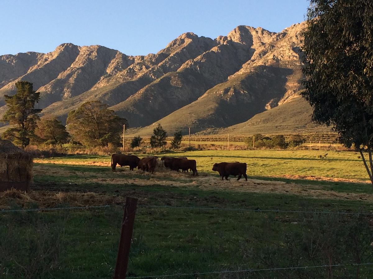 Fraaigelegen Farm - Home Of Adhara Evoo Tulbagh Eksteriør bilde